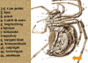 Biológia 7.o. – megoldás kép 3