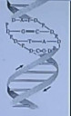 Egyszerű biosz feladat - 10. osztály – feladat kép 1