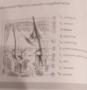 8. Biológia. Bőr – feladat kép 1