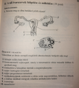 Ivarszerkvek és működésük – feladat kép 2